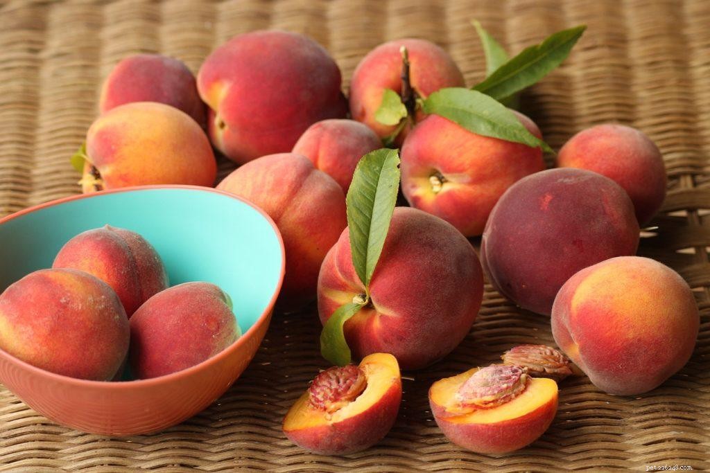 18 Safe Fruits & Vegetables for Dogs: A Trusted Guide with Infographic