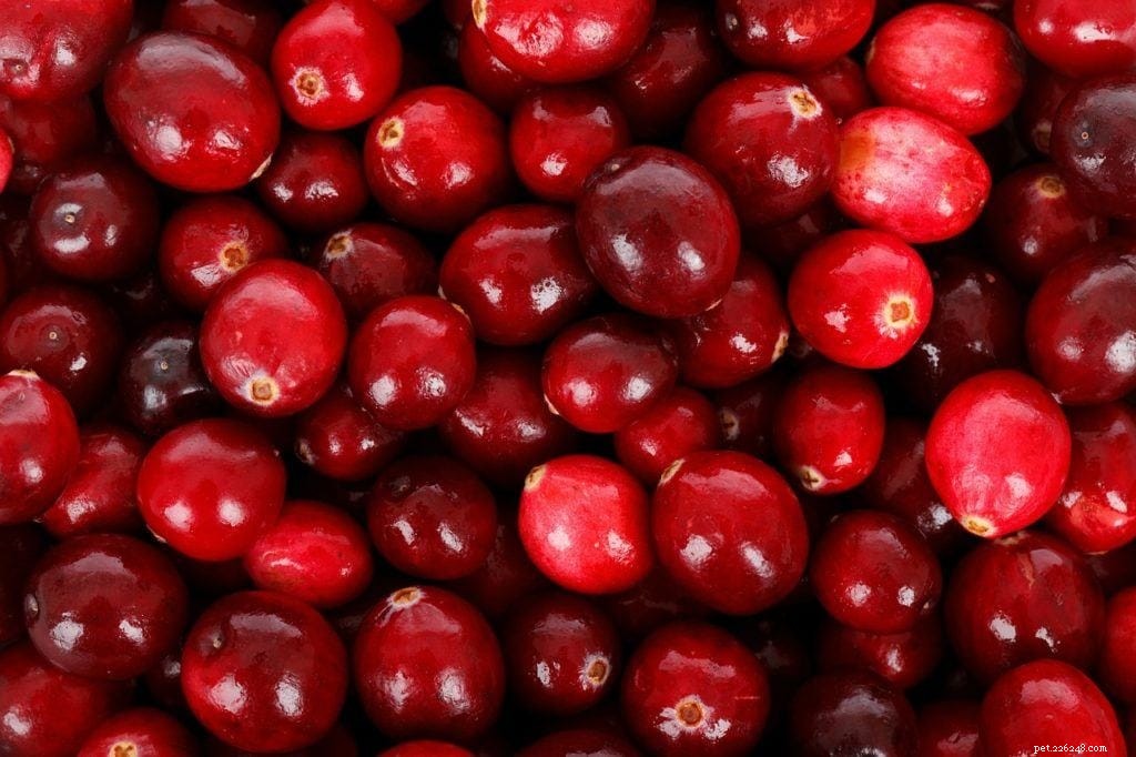 18 Safe Fruits & Vegetables for Dogs: A Trusted Guide with Infographic
