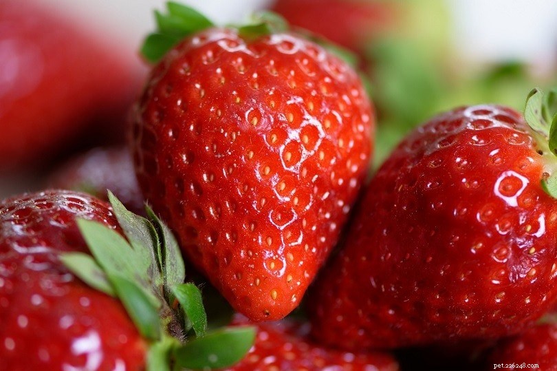 18 Safe Fruits & Vegetables for Dogs: A Trusted Guide with Infographic
