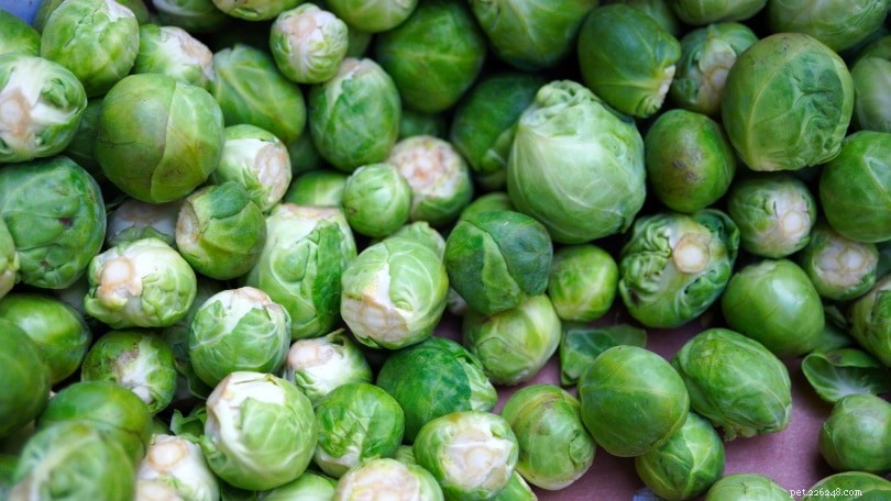 18 Safe Fruits & Vegetables for Dogs: A Trusted Guide with Infographic