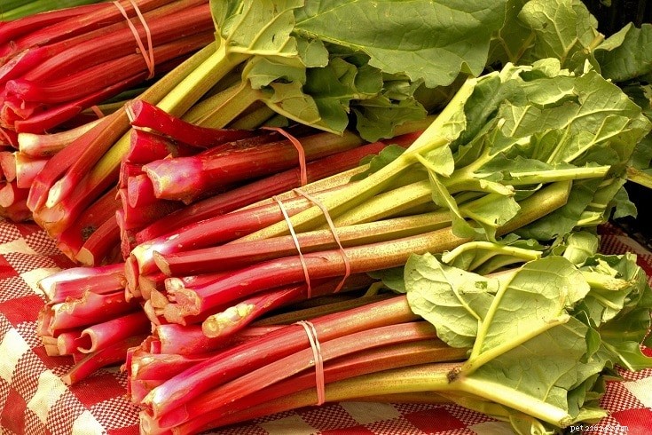 18 Safe Fruits & Vegetables for Dogs: A Trusted Guide with Infographic