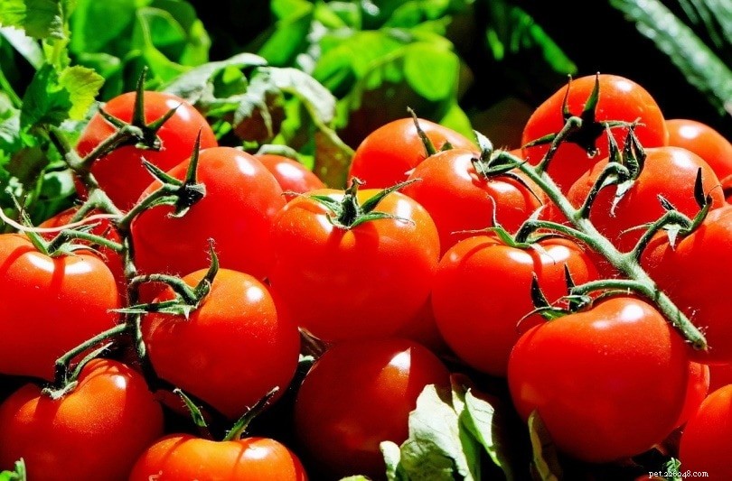 18 Safe Fruits & Vegetables for Dogs: A Trusted Guide with Infographic