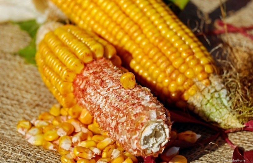 17 Human Foods That Are Safe for Your Dog to Enjoy