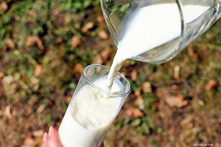 17 Human Foods That Are Safe for Your Dog to Enjoy