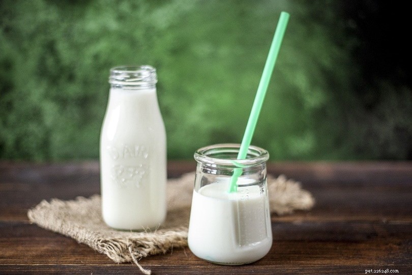 17 Human Foods That Are Safe for Your Dog to Enjoy