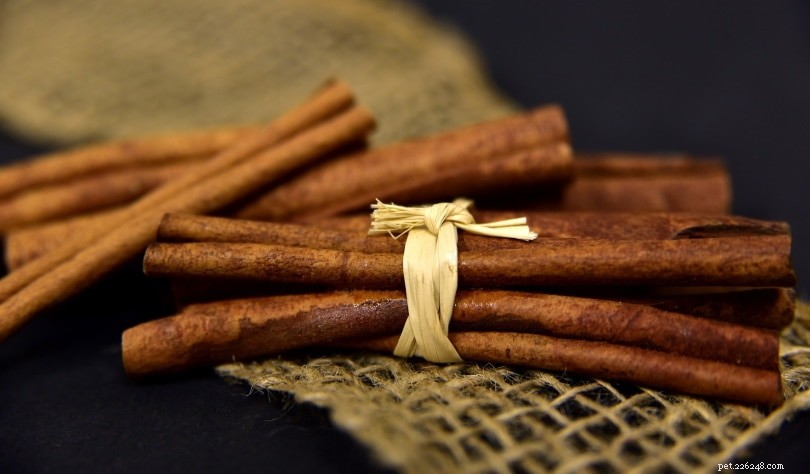 17 Human Foods That Are Safe for Your Dog to Enjoy