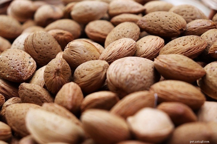 17 Human Foods That Are Safe for Your Dog to Enjoy