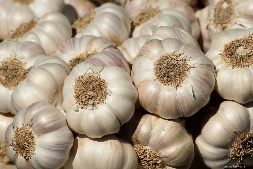 17 Human Foods That Are Safe for Your Dog to Enjoy