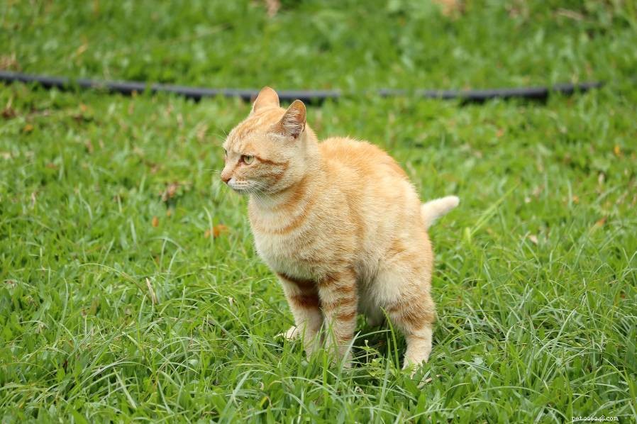 Is It Safe to Compost Dog and Cat Poop? EPA Guidelines Explained