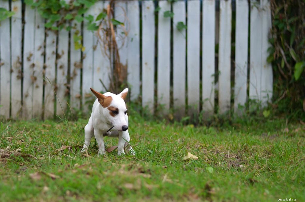 Is It Safe to Compost Dog and Cat Poop? EPA Guidelines Explained