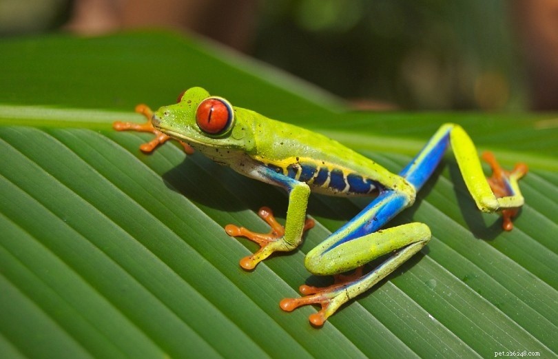 Do Tree Frogs Pose a Risk to Humans, Cats, and Dogs? Expert Guide