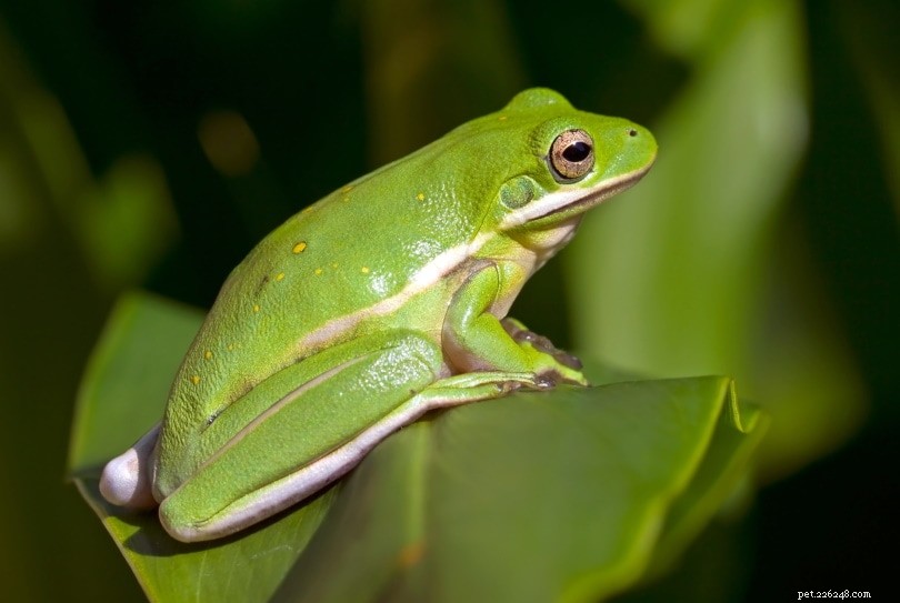 Do Tree Frogs Pose a Risk to Humans, Cats, and Dogs? Expert Guide
