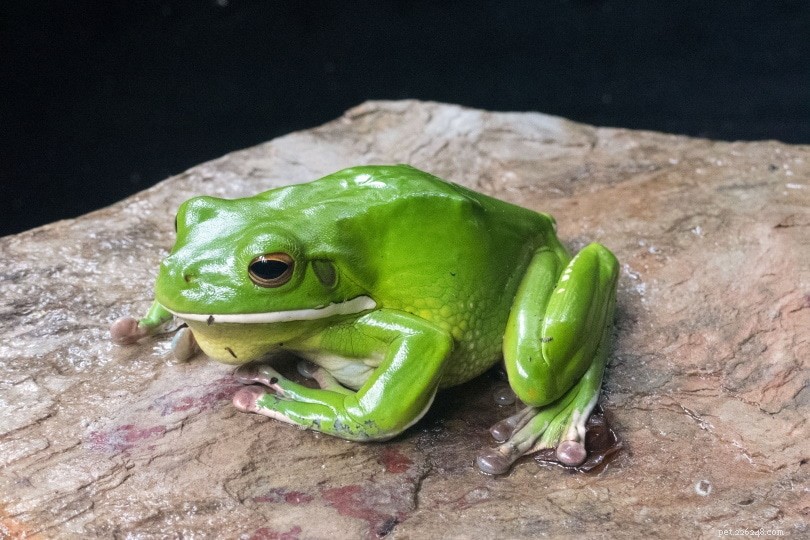 Do Tree Frogs Pose a Risk to Humans, Cats, and Dogs? Expert Guide