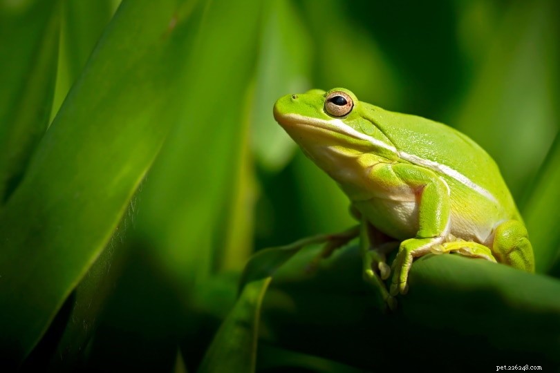 Do Tree Frogs Pose a Risk to Humans, Cats, and Dogs? Expert Guide