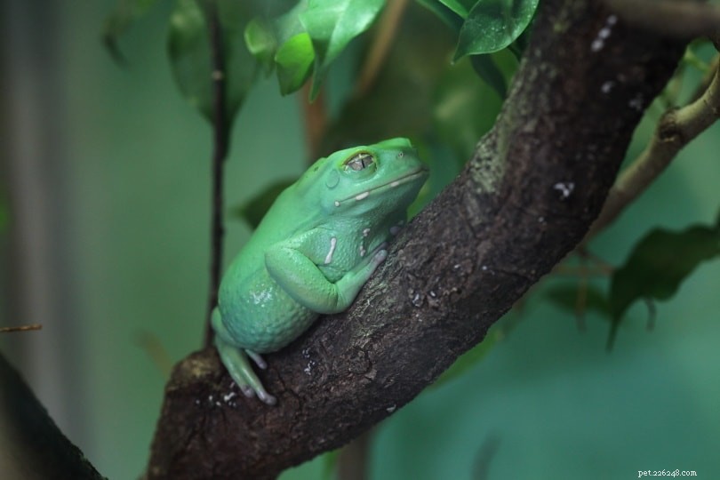 Do Tree Frogs Pose a Risk to Humans, Cats, and Dogs? Expert Guide