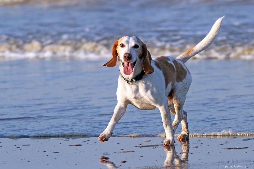 Decoding Canine Communication: How Dogs Express Themselves