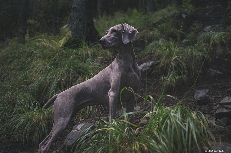 Decoding Canine Communication: How Dogs Express Themselves