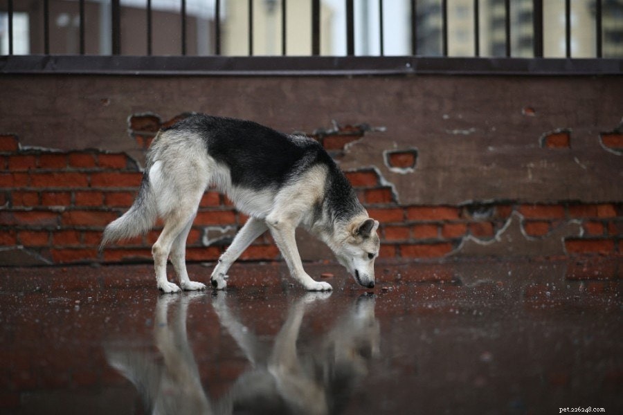 Decoding Canine Communication: How Dogs Express Themselves