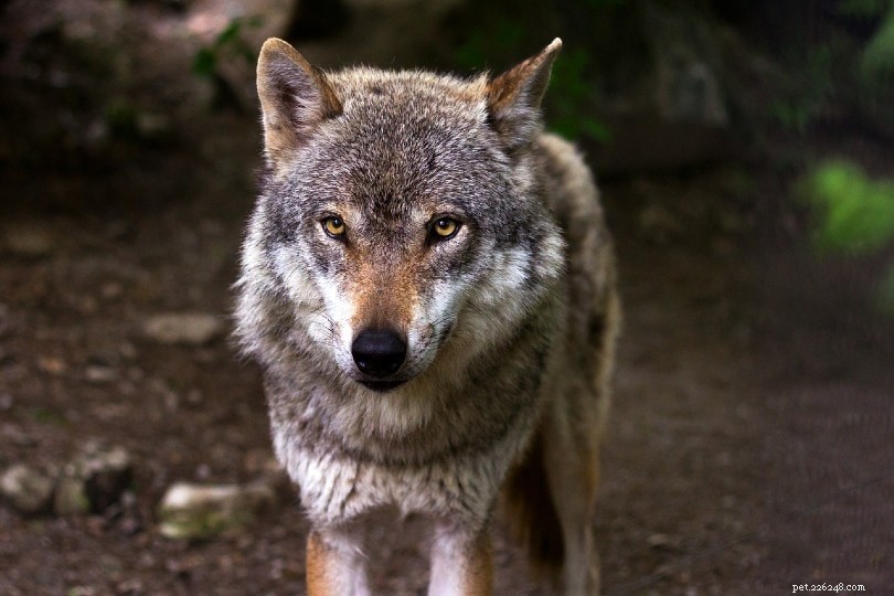 Tracing Dog Origins: The Evolutionary Link Between Dogs and Wolves