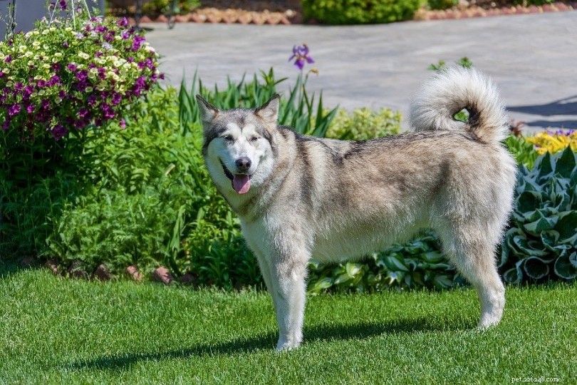 Tracing Dog Origins: The Evolutionary Link Between Dogs and Wolves