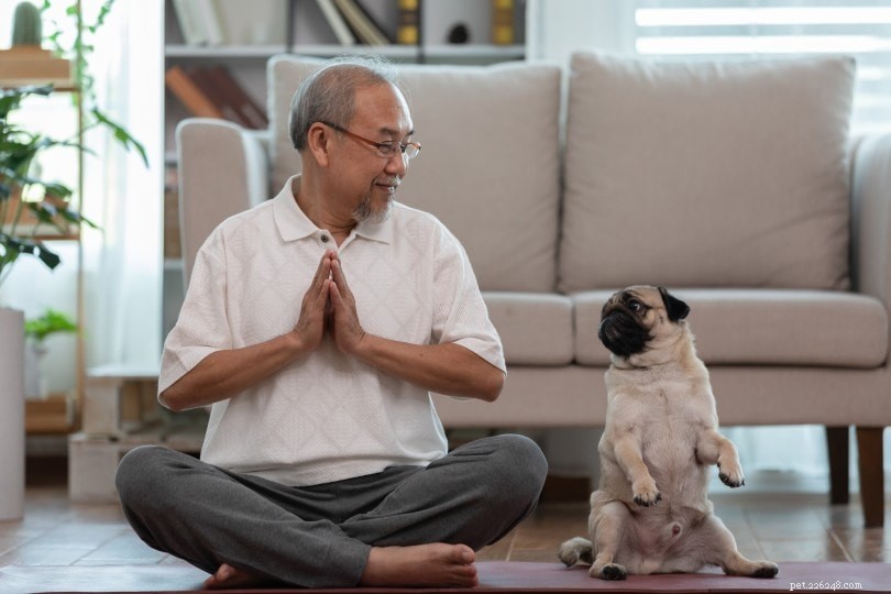 Top 16 Dog Breeds for Seniors: Find Your Ideal Companion