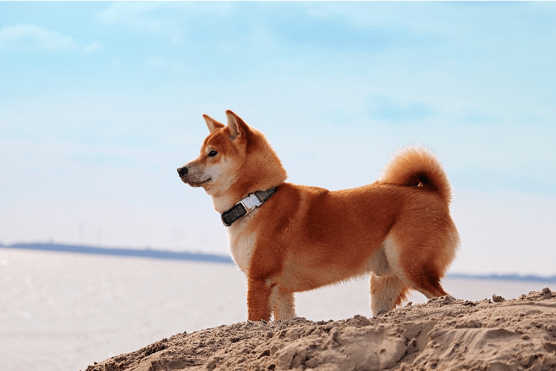 Tracing Dog Origins: The Evolutionary Link Between Dogs and Wolves