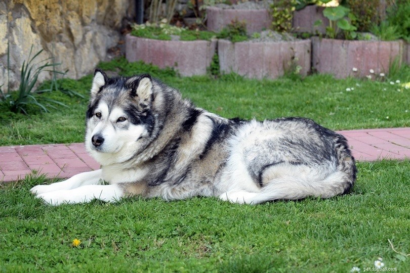Tracing Dog Origins: The Evolutionary Link Between Dogs and Wolves