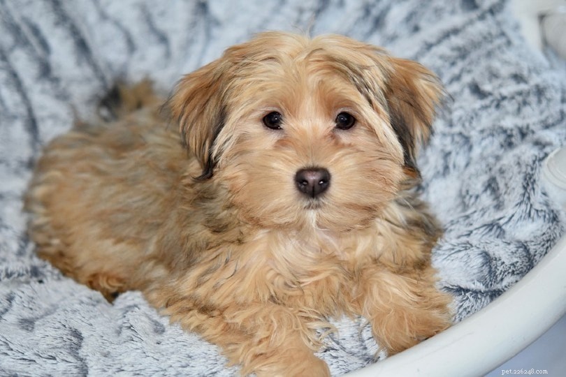 Top 16 Dog Breeds for Seniors: Find Your Ideal Companion