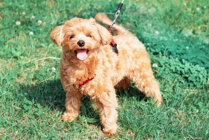 Top 16 Dog Breeds for Seniors: Find Your Ideal Companion