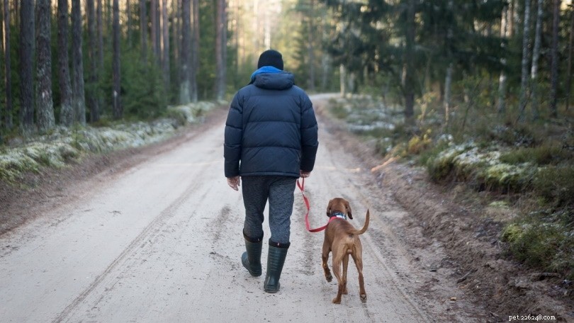 Safeguarding Your Dog Against Wolf Attacks: Proven Strategies