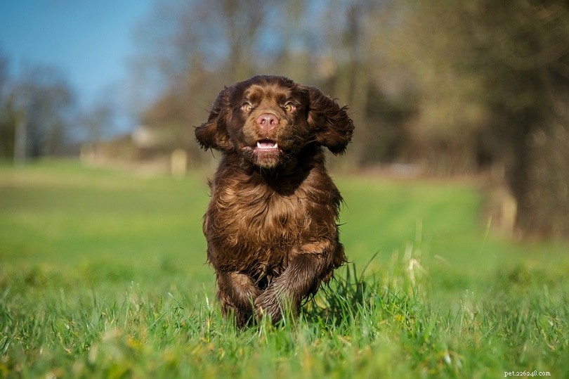 12 Rare Dog Breeds Facing Extinction – How You Can Make a Difference