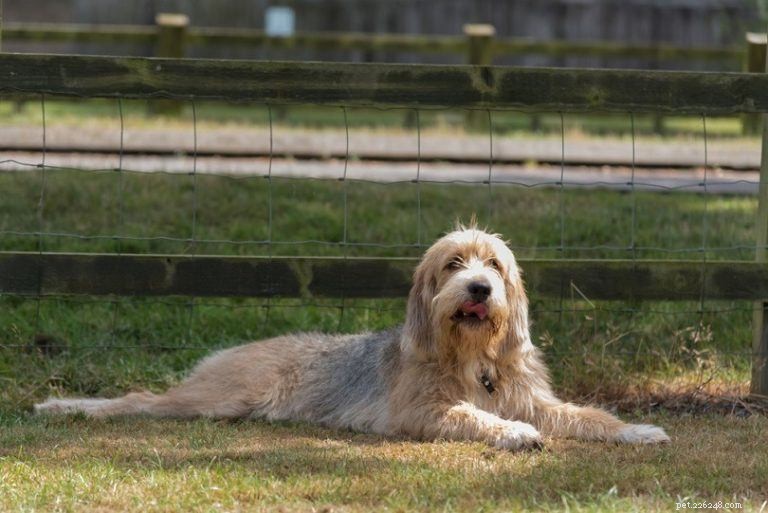 12 Rare Dog Breeds Facing Extinction – How You Can Make a Difference