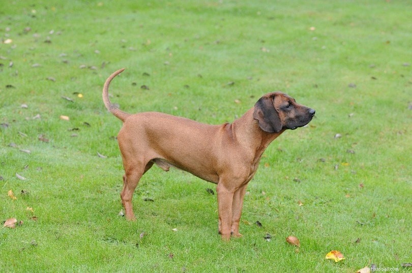 12 Rare Dog Breeds Facing Extinction – How You Can Make a Difference