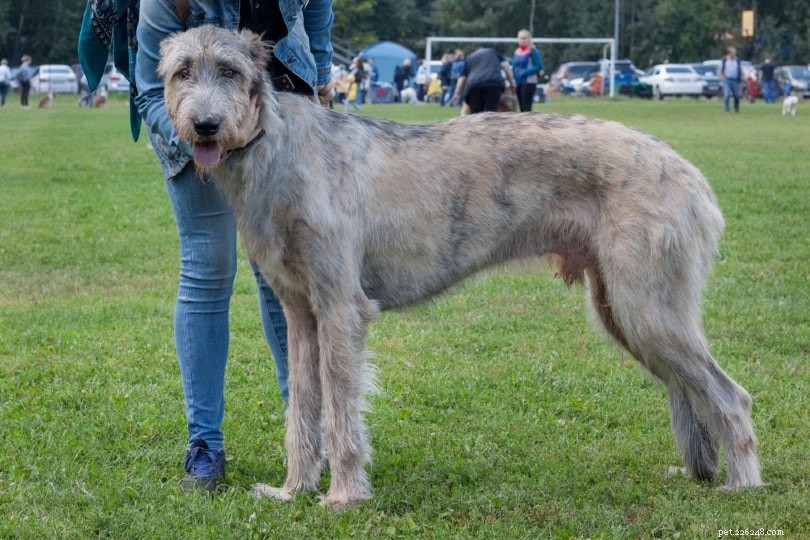 12 Rare Dog Breeds Facing Extinction – How You Can Make a Difference