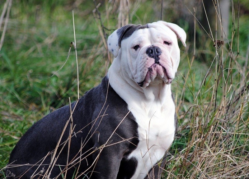 The Ultimate A-Z Dog Breed Guide – 150+ Breeds with Photos