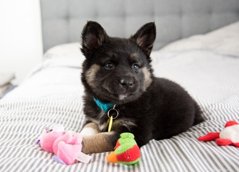The Ultimate A-Z Dog Breed Guide – 150+ Breeds with Photos