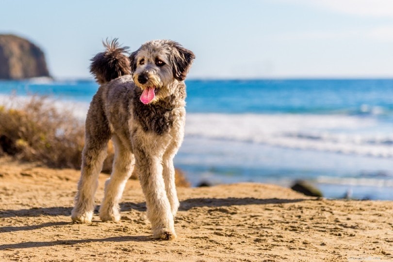 The Ultimate A-Z Dog Breed Guide – 150+ Breeds with Photos