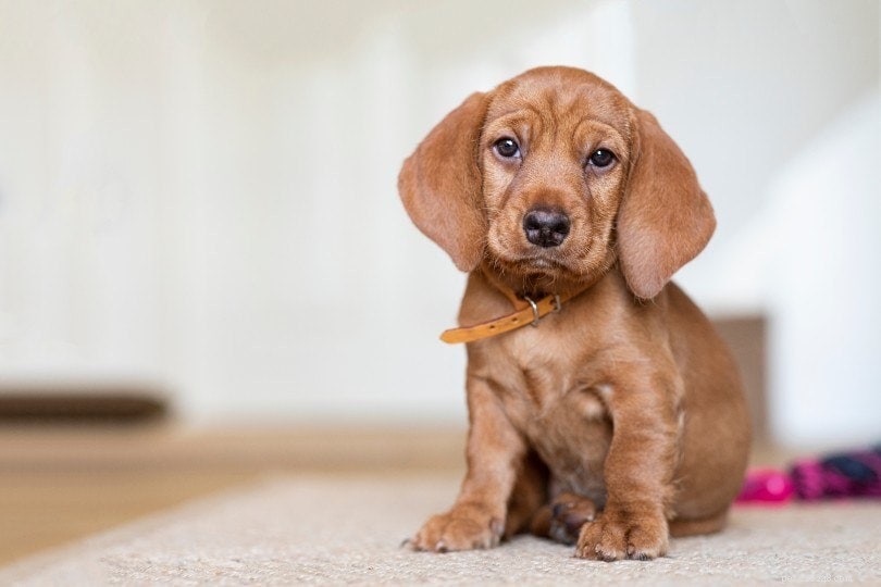 The Ultimate A-Z Dog Breed Guide – 150+ Breeds with Photos