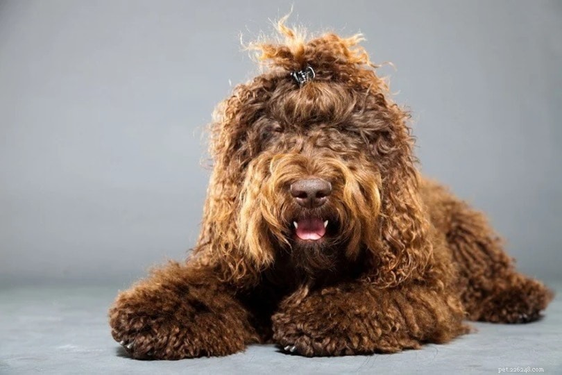 The Ultimate A-Z Dog Breed Guide – 150+ Breeds with Photos