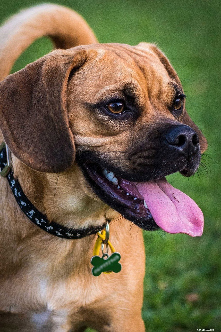 The Ultimate A-Z Dog Breed Guide – 150+ Breeds with Photos