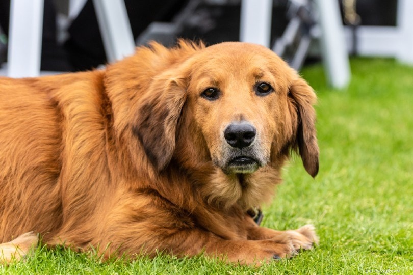 The Ultimate A-Z Dog Breed Guide – 150+ Breeds with Photos