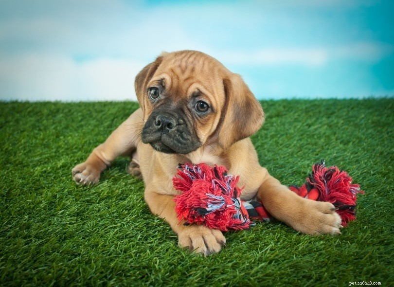 The Ultimate A-Z Dog Breed Guide – 150+ Breeds with Photos
