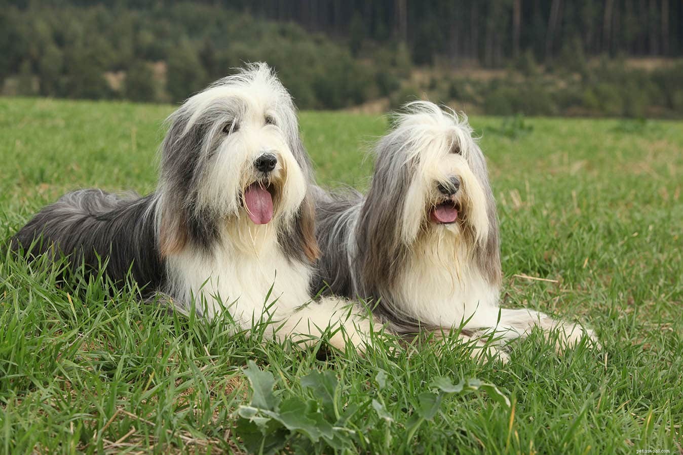 The Ultimate A-Z Dog Breed Guide – 150+ Breeds with Photos