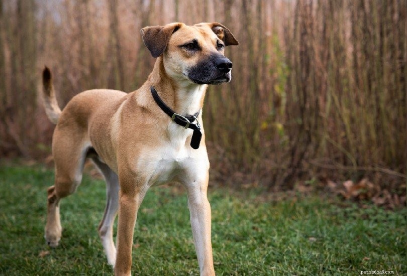 The Ultimate A-Z Dog Breed Guide – 150+ Breeds with Photos