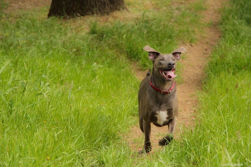 The Ultimate A-Z Dog Breed Guide – 150+ Breeds with Photos