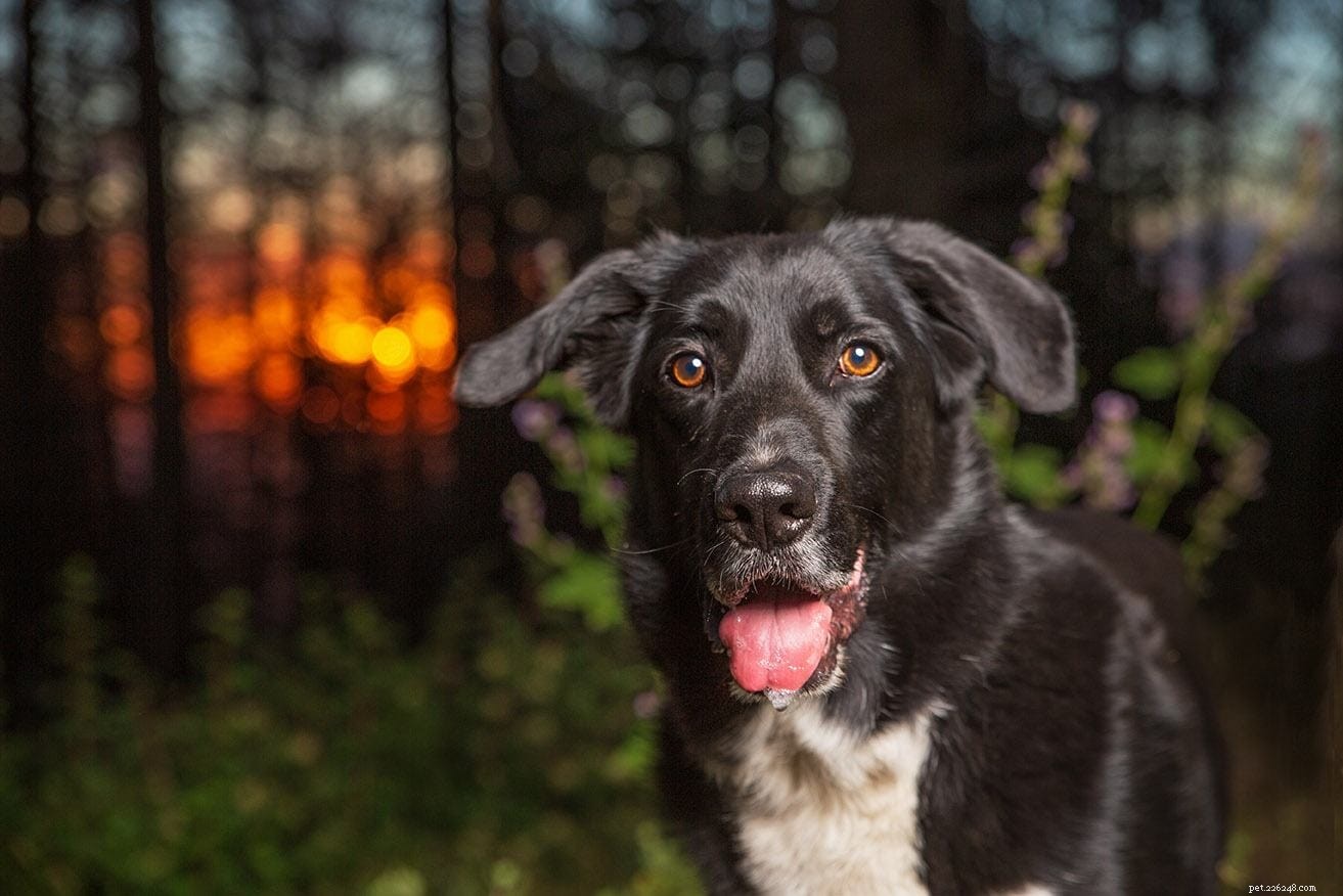 The Ultimate A-Z Dog Breed Guide – 150+ Breeds with Photos