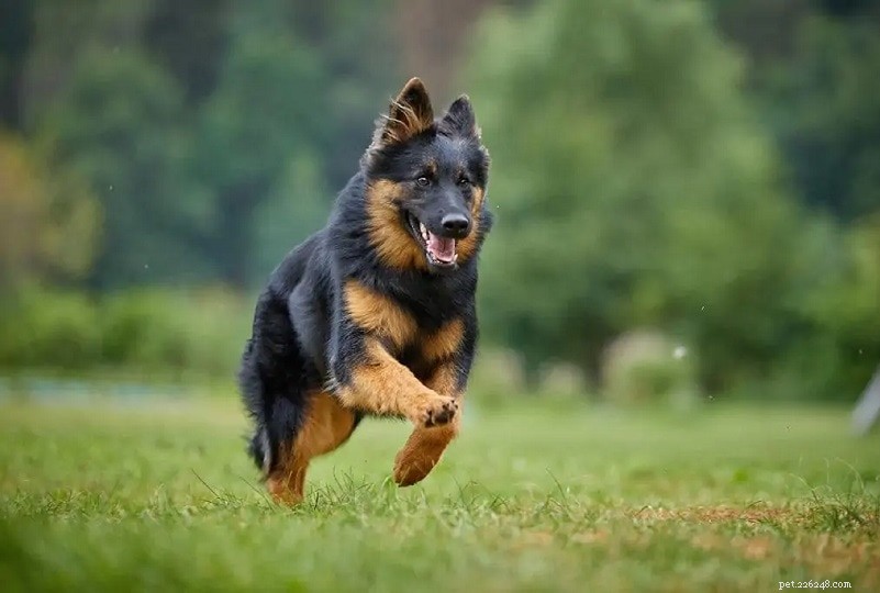 The Ultimate A-Z Dog Breed Guide – 150+ Breeds with Photos