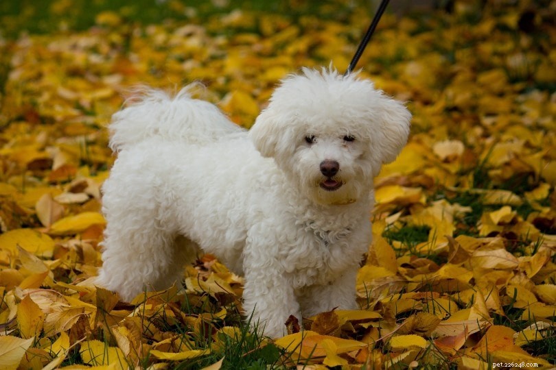 The Ultimate A-Z Dog Breed Guide – 150+ Breeds with Photos