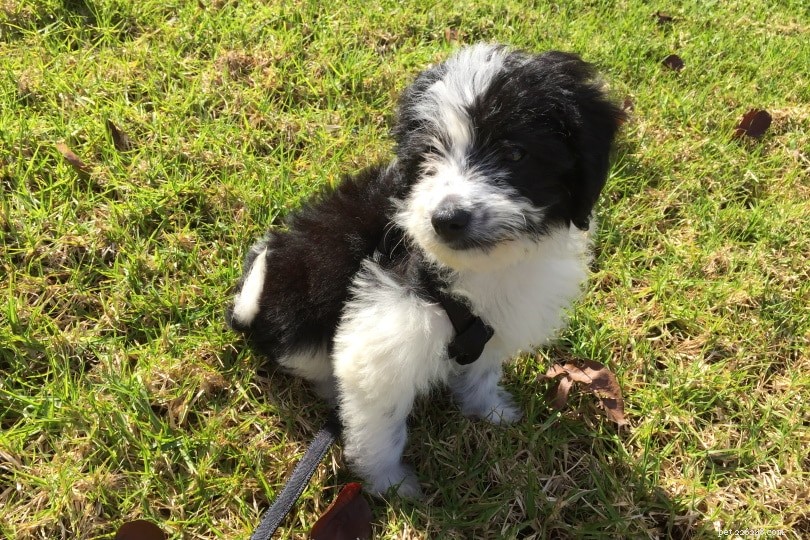 The Ultimate A-Z Dog Breed Guide – 150+ Breeds with Photos
