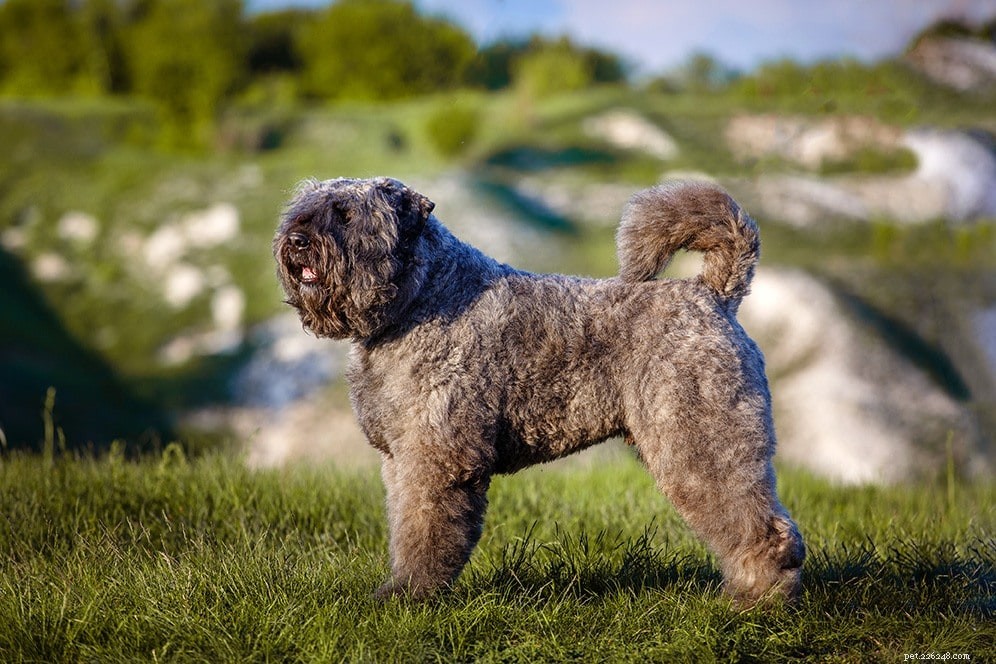 The Ultimate A-Z Dog Breed Guide – 150+ Breeds with Photos